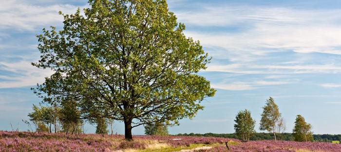 Lüneburger Heide in Niedersachsen